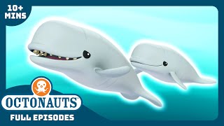 Octonauts  🐋 The Beluga Whales 🌊  Season 1  Full Episodes  Cartoons for Kids [upl. by Notlew]