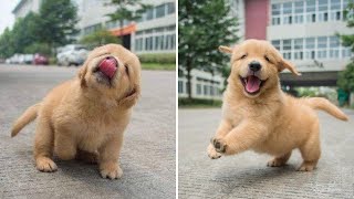 Cutest Golden Retriever Puppy  Made Your Day with These Funny and Cute Golden Retriever Puppies [upl. by Hunt250]