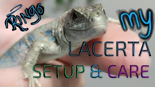 MY Jeweled Lacerta Setup amp Care [upl. by Lore]