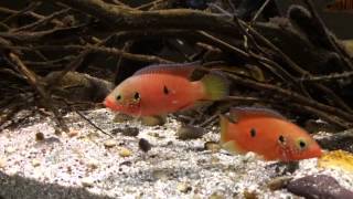 Hemichromis sp Gabunfry [upl. by Netsuj]