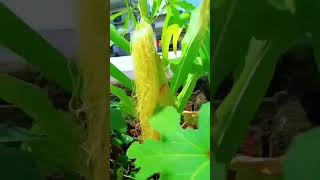 Maize plant Ninnu chusaka innallu song [upl. by Yul]