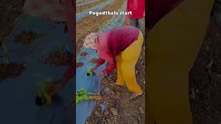 Maa Babai mamulodu kaadhu sir vammo farmer farming funny trending shorts [upl. by Rdnaskela]