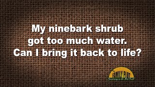 QampA – My ninebark shrub got too much water Can I bring it back to life [upl. by Chrisman]