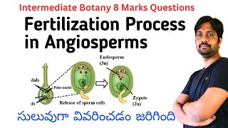 Fertilization Process in Angiosperms  Intermediate Botany Most Important 8 Marks Question [upl. by Acinoev]