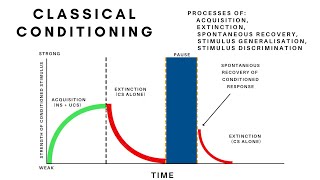 Classical ConditioningAcquisition ExtinctionSpontaneous Recovery Generalisation amp Discrimination [upl. by Annaerdna]