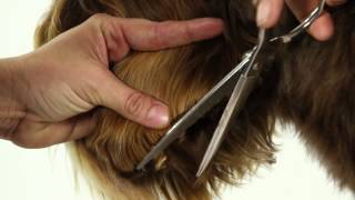 ALAA Australian Labradoodle Grooming Demo [upl. by Neersan740]