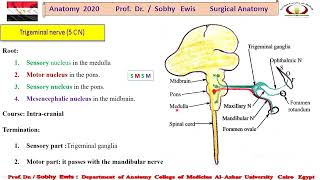 Trigeminal Nerve s [upl. by Pesek]