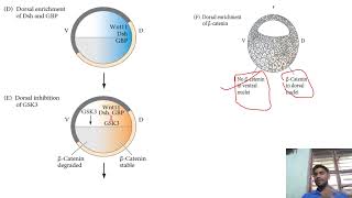 Developmental Biology  lecture8  Development in Amphibians1  CSIRNET GATE [upl. by Fennell]