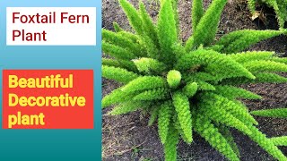 foxtail fern plant propagation and caring tipsGardening Care [upl. by Akla]