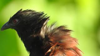 Philippine coucal [upl. by Bandeen]