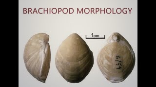 Brachiopoda Morphology [upl. by Ivie]