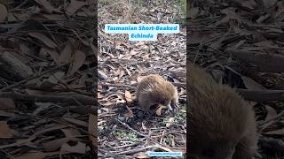 Our echidna amp platypus the only mammals to lay eggs Monotremes 💚 animals nature podcast [upl. by Rednaxela]