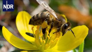 Imkerei Mit Herz und Seele für die Bienen  die nordstory  NDR Doku [upl. by Eintrok]