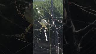 Argiope lobata Аргиопа дольчатая kakhovkadam spider argiopelobata nature garden [upl. by Baruch]