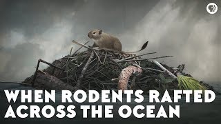 When Rodents Rafted Across the Ocean [upl. by Nary414]