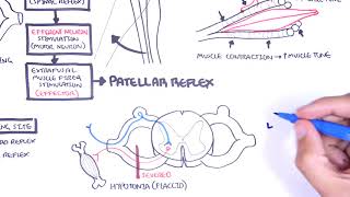 Introduction to how reflexes work  reflex arc monosynaptic and polysynaptic reflexes [upl. by Anaeed]