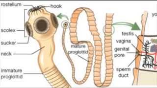 Introduction to Parasitology  مقدمة في علم الطفيليات [upl. by Ahsiemat]