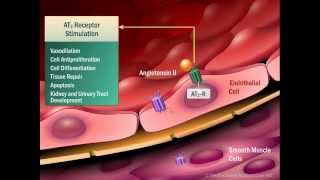 Renin Angiotensin Aldosterone System [upl. by Beau]