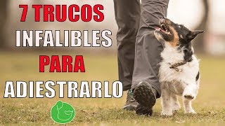 7 TRUCOS de ADIESTRAMIENTO CANINO para ADIESTRAR y ENSEÑAR a tu PERRO o CACHORRO en OBEDIENCIA [upl. by Yrrol]