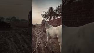 horselover horse horseriding horseracing indianhorse horserace subscribe trendingviralshort [upl. by Odnalor]