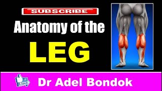 Anatomy of the Leg Dr Adel Bondok [upl. by Zippel469]