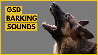 German Shepherd Barking Sounds Compilation See How Your GSD REACTS [upl. by Eibrad2]