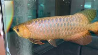 Bluebase Crossback arowana from Imperial arowana breeding farm in Singapore [upl. by Ahsinan]