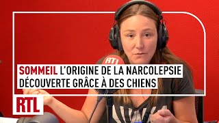 Lorigine de la narcolepsie découverte grâce à des chiens [upl. by Robson]