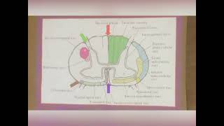 Ascending Tracts in the Spinal cord Part 1 [upl. by Anne-Corinne]