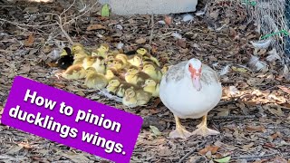 How to pinion ducklings wings [upl. by Eiuqcaj377]