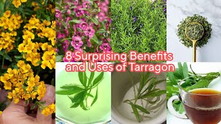 8 Tarragon Benefits and Uses of Tarragon or Artemisia dracunculus [upl. by Corly346]