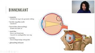 Onderdelen van het oog [upl. by Welford]