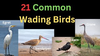 21 Common Wading Birds  With Differences  Birds With Long Legs and Bills [upl. by Baxie]