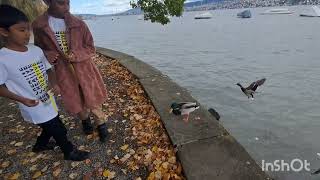 Zugersee Zurichsee Lake in Zurich [upl. by Bendick]