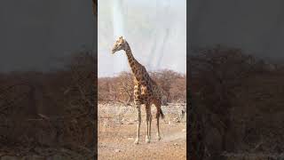 A variety of Animals at Etosha National Park Namibia [upl. by Efi]