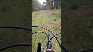 MTB Forest Riding 5 2024 [upl. by Lain713]