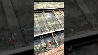 ദ ഹാർട്ട് ബ്രേക്ക് 💔 The Snake gets hit by A train indianrailways shorts train snake [upl. by Apostles]