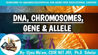 what are Chromosome DNA GENE and Allele  Difference Between DNA Gene Chromosome and Allele [upl. by Ssej404]