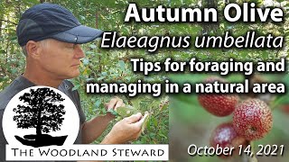 Autumn Olive Elaeagnus umbellata – Tips for Foraging and Management in Natural Areas [upl. by Elita495]