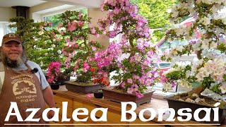 Cutting an Azalea Hard Back  Greenwood Bonsai [upl. by Ellennahs751]