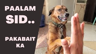 Vlog 184 PINA REHOME NA NAMIN SI SID dogs papsnikstv [upl. by Ferren]