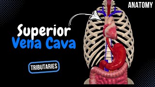 Superior Vena Cava Tributaries Azygos Hemiazygos Brachiocephalic  Anatomy [upl. by Fine]