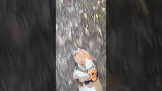 Dogs running Day 4 Friday September 13 2024 doglife viralvideo shorts [upl. by Eelymmij]