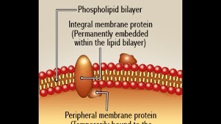 Difference Between Peripheral and Integral Membrane Proteins [upl. by Htebazle]