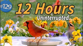 12 Hr TV for Cats 😻 🐦Water amp Bird Sounds Birdbath Uninterrupted CatTV Continuous Video Calm your Cat [upl. by Ettessil471]