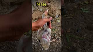 Female vs male chicking youtubeshorts foryou viralshort tredingshorts [upl. by Carolan]