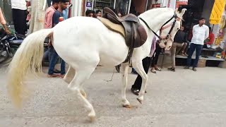 khatu shyam ji ki shobha yatra me ghodi ka dance [upl. by Broddy89]