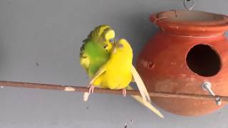 Budgiesparakeets mating amp dancing [upl. by Giulio]