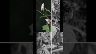 Creative pic edit Ipomoea triloba explore shorts viralvideo youtubeshorts trending edit [upl. by Zins]