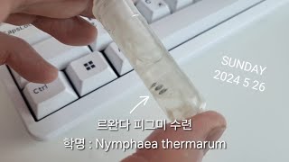 르완다 피그미 수련 Nymphaea thermarum 1일차 [upl. by Garrott]